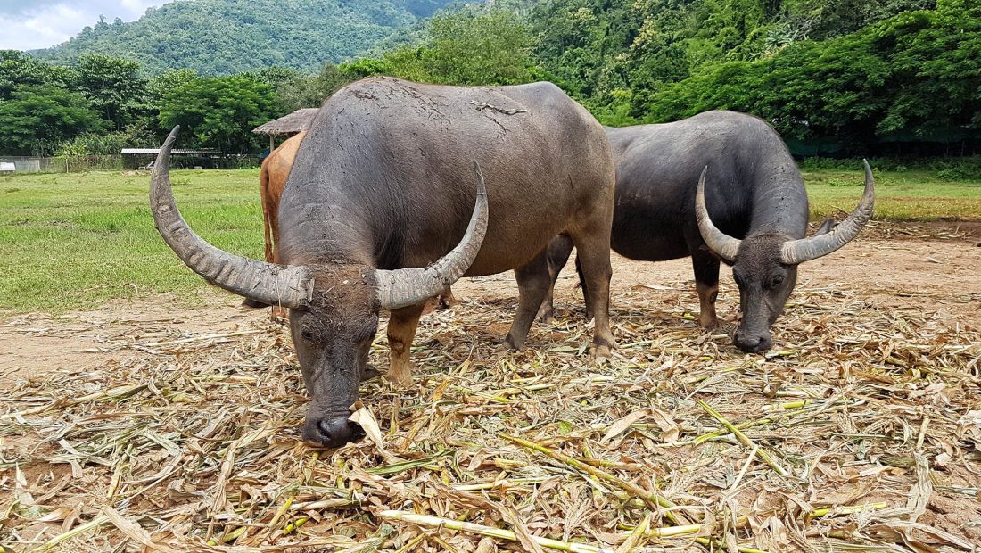 Estamos EN CONTRA del turismo que fomenta maltrato animal