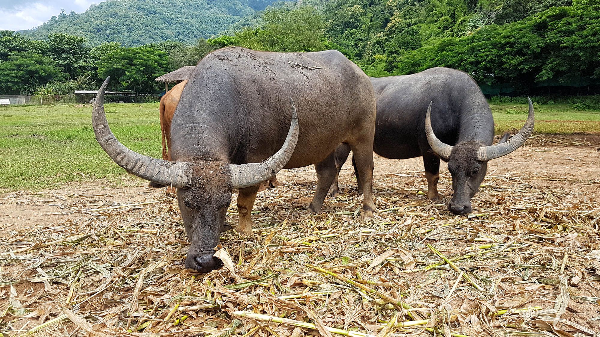 Estamos EN CONTRA del turismo que fomenta maltrato animal