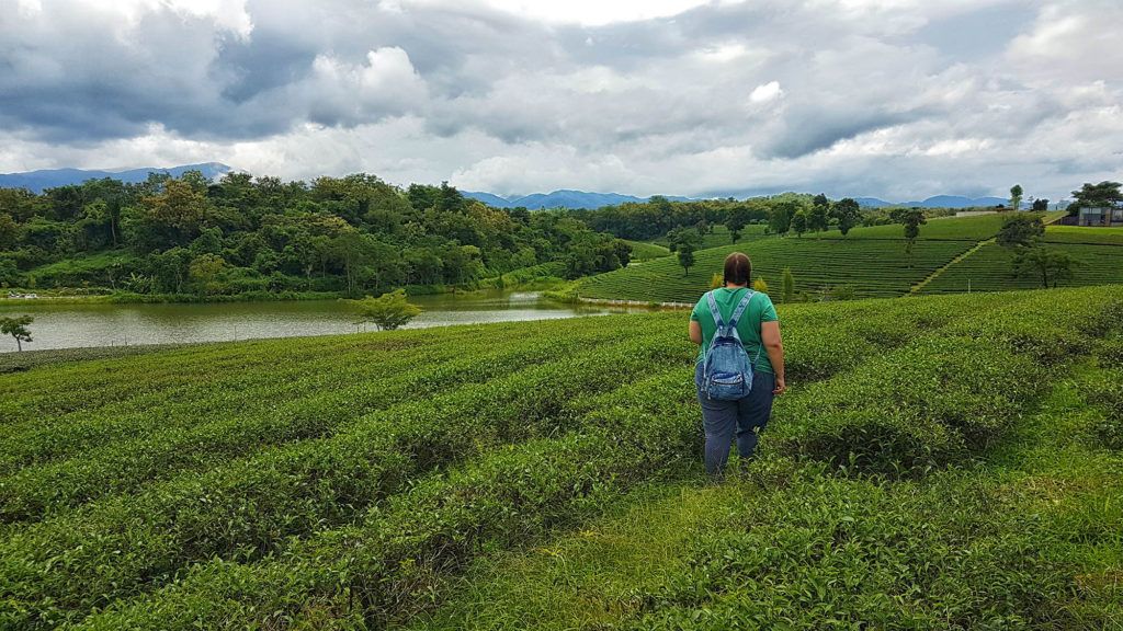 Qué ver en Chiang Rai: una plantación de té