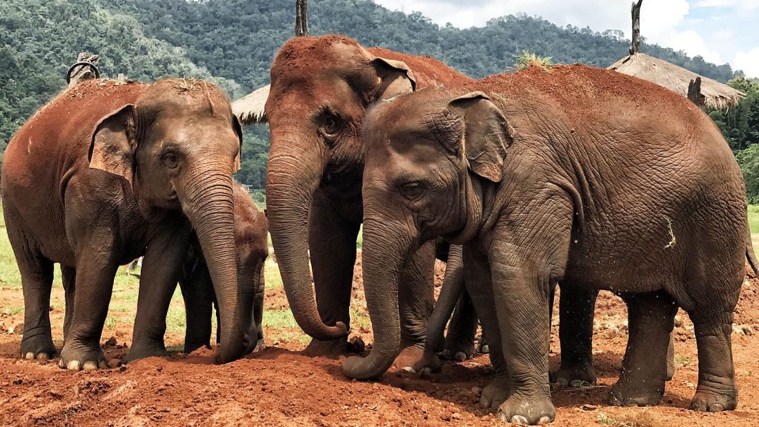 Visitar Elephant Nature Park en Chiang Mai [OPINIÓN + VÍDEO]