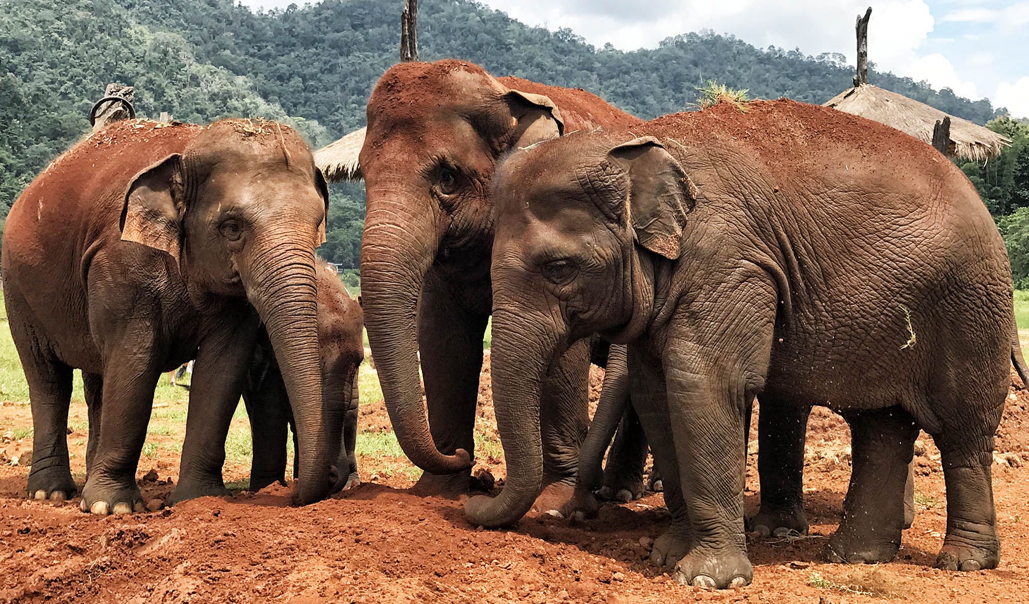 Visitar Elephant Nature Park en Chiang Mai [OPINIÓN + VÍDEO]