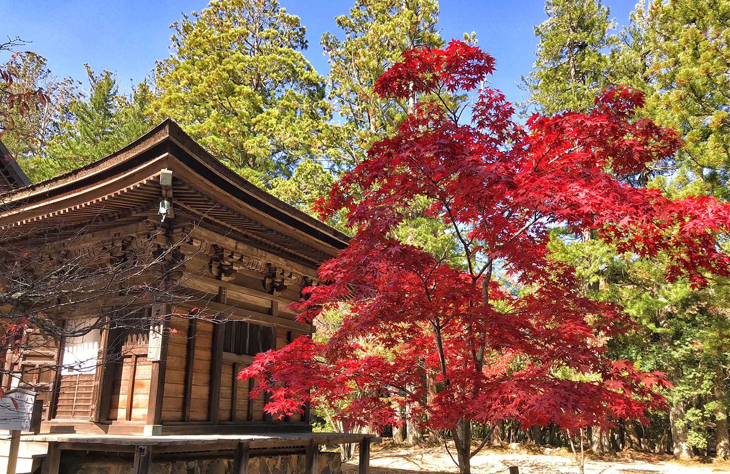 ¿Cuánto cuesta un viaje a Japón? Presupuesto para 21 días [VÍDEO]
