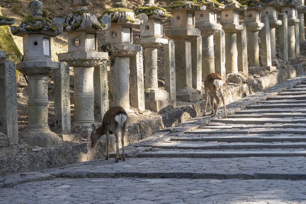 Qué ver en Nara: Parque de Nara