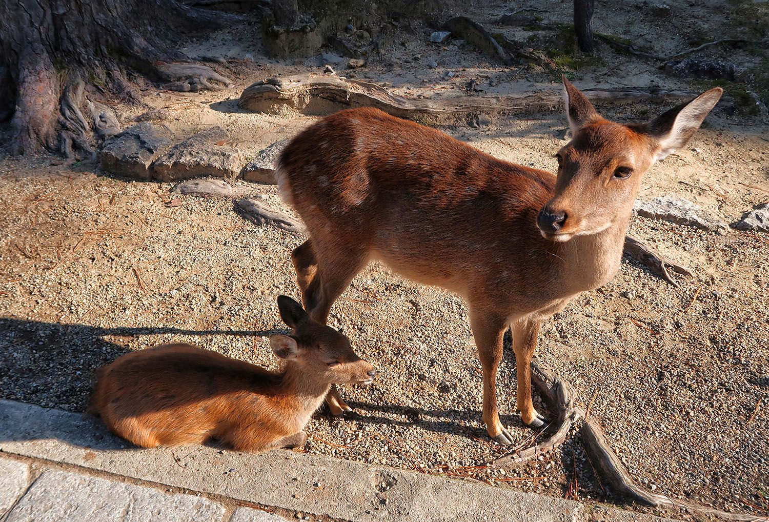 10 cosas que tienes que hacer si vas a Japón