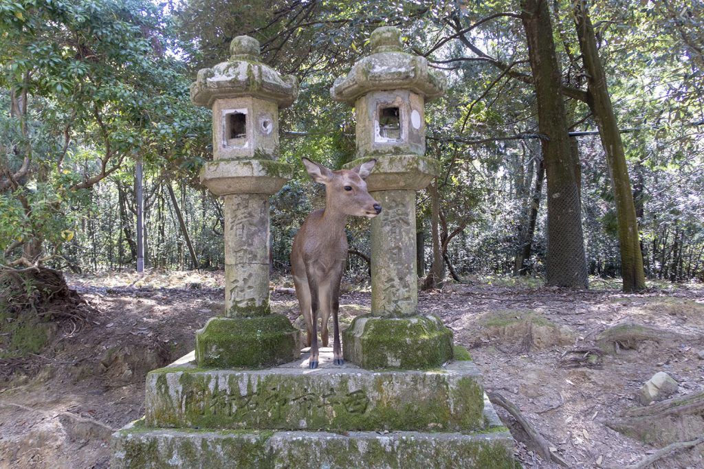 Qué ver en Nara: ciervos en Nara