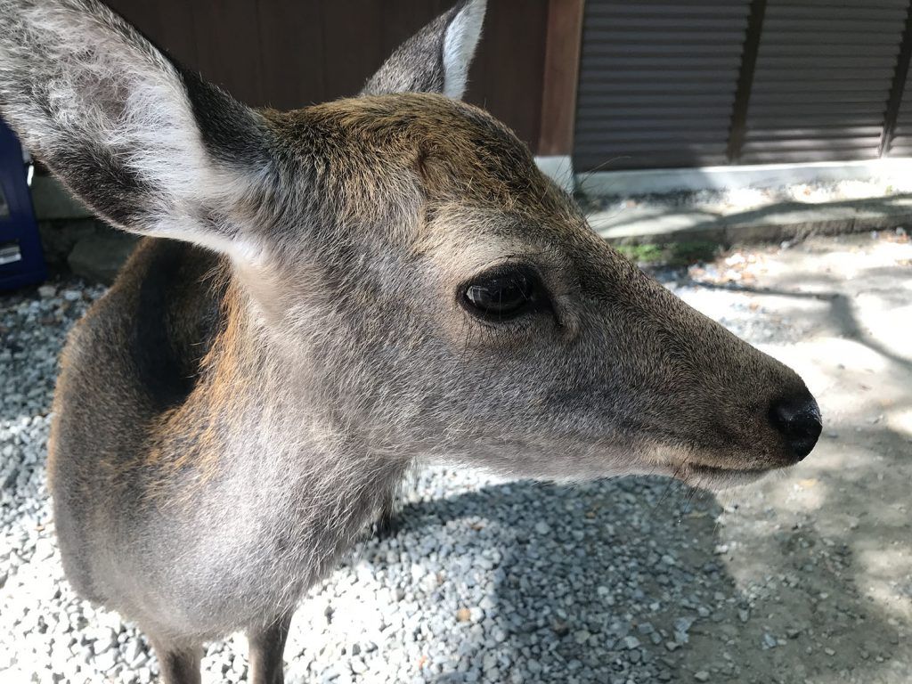 Qué ver en Nara: ciervos en Nara