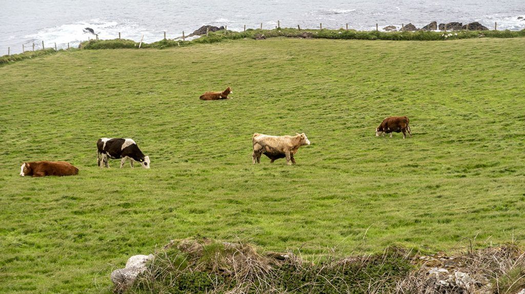 Segunda etapa de nuestra ruta por Irlanda: Ring of Beara - curiosidades de irlanda