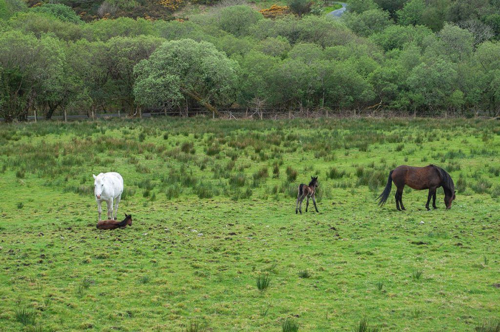 Quinta etapa de nuestra ruta por Irlanda: Parque Nacional de Connemara