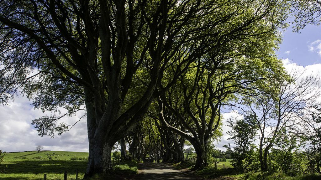 Séptima etapa de nuestra ruta por Irlanda: The Dark Hedges