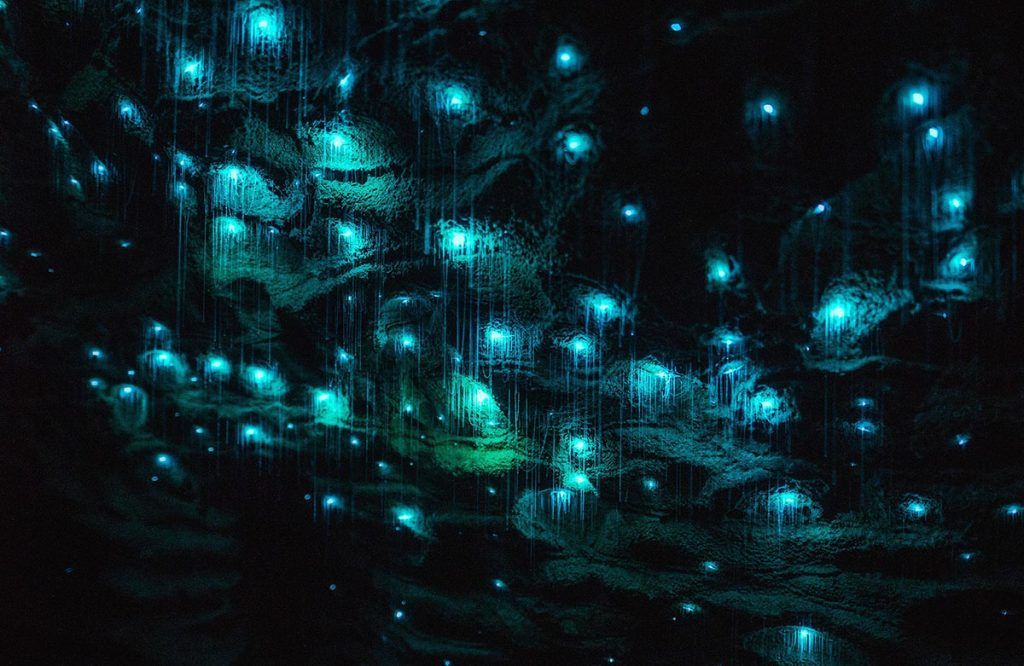 Visitar las Waitomo Caves: TODO lo que tienes que saber