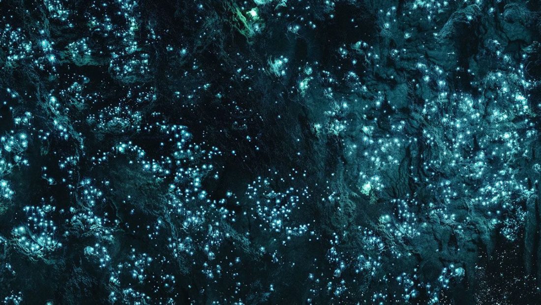 ▷ Visitar las Waitomo Caves: cómo llegar, horario, precios e info útil