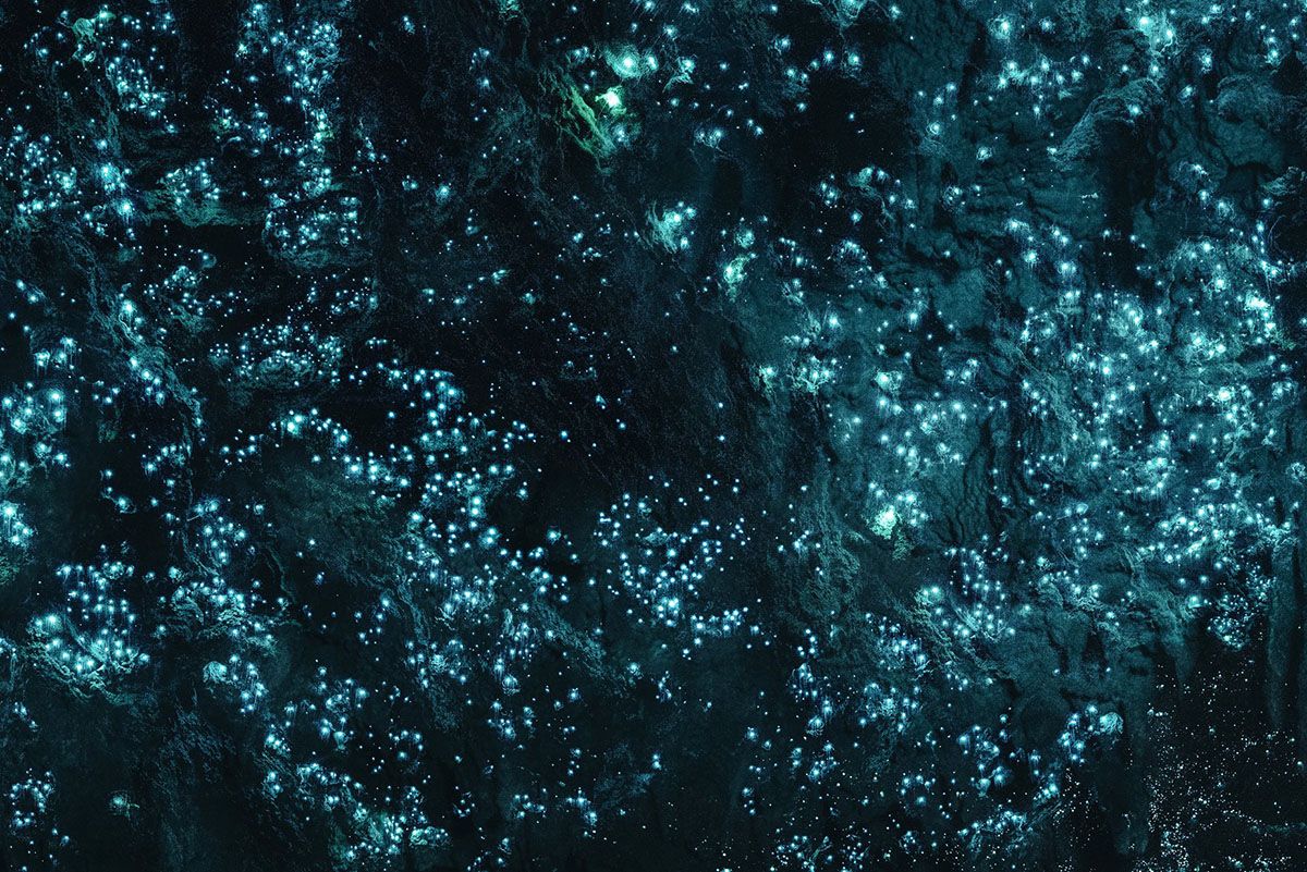 Visitar las Waitomo Caves: cómo llegar, horario, precios e info útil