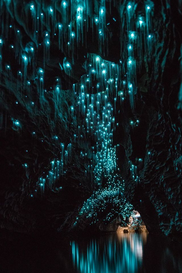 Visitar las Waitomo Caves: TODO lo que tienes que saber