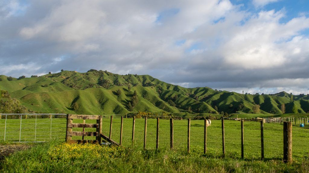 Etapa 3 por NZ entre la Forgotten World Highway y Wellington: Okahukura Scenic Reserve