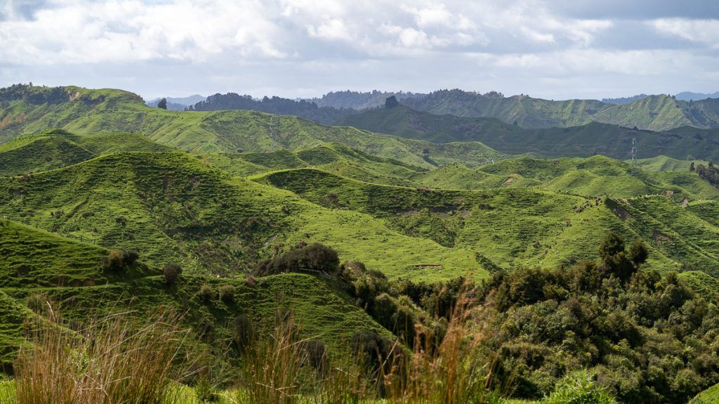 Etapa 3 por NZ entre la Forgotten World Highway y Wellington: Awahou Scenic Reserve