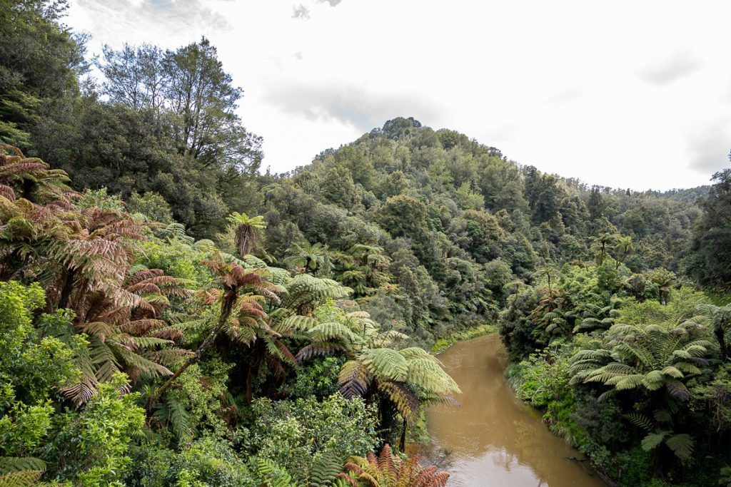 Etapa 3 por NZ entre la Forgotten World Highway y Wellington: Tangarakau Gorge