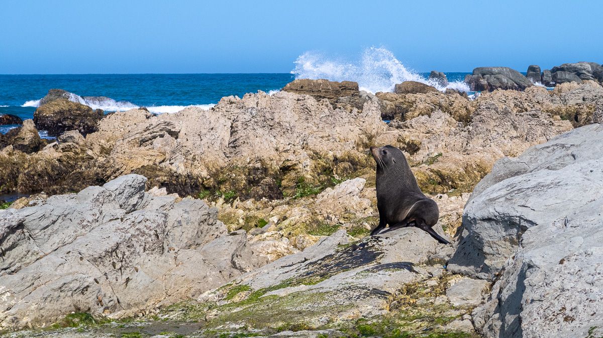 Ruta por NZ | Etapa 14: Christchurch – Kaikoura [MAPA + QUÉ VER + VÍDEO]