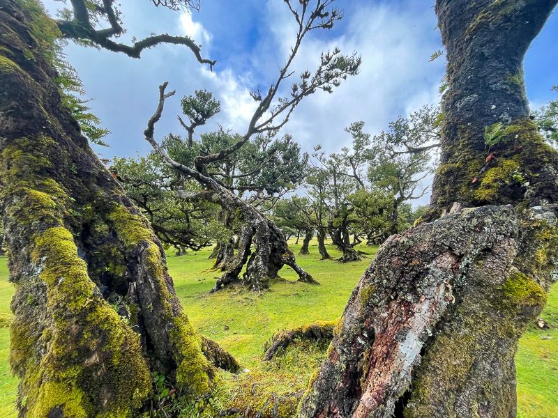 Qué ver en Madeira: bosque de Fanal - Las 10 mejores levadas de Madeira