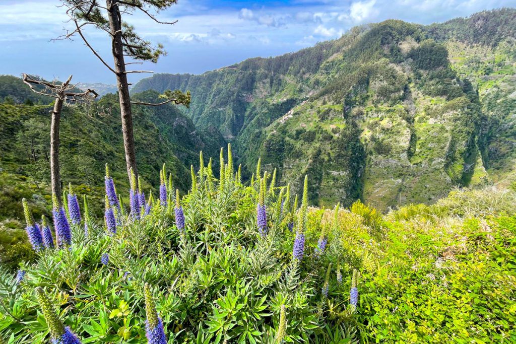 ¿Cuánto cuesta un viaje a Madeira? Presupuesto para 15 días