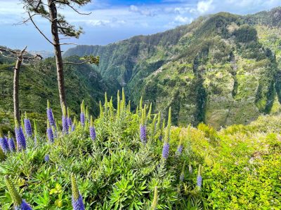 ¿Cuánto cuesta un viaje a Madeira? Presupuesto para 14 días