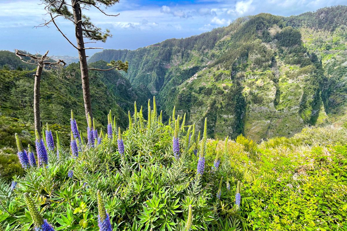 ¿Cuánto cuesta un viaje a Madeira? Presupuesto para 14 días