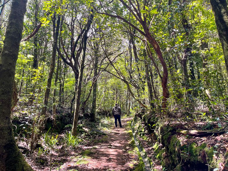 Curiosidades de Madeira: sus bosques de Laurisilva te van a impresionar - Las 10 mejores levadas de Madeira | Mapa + info rutas