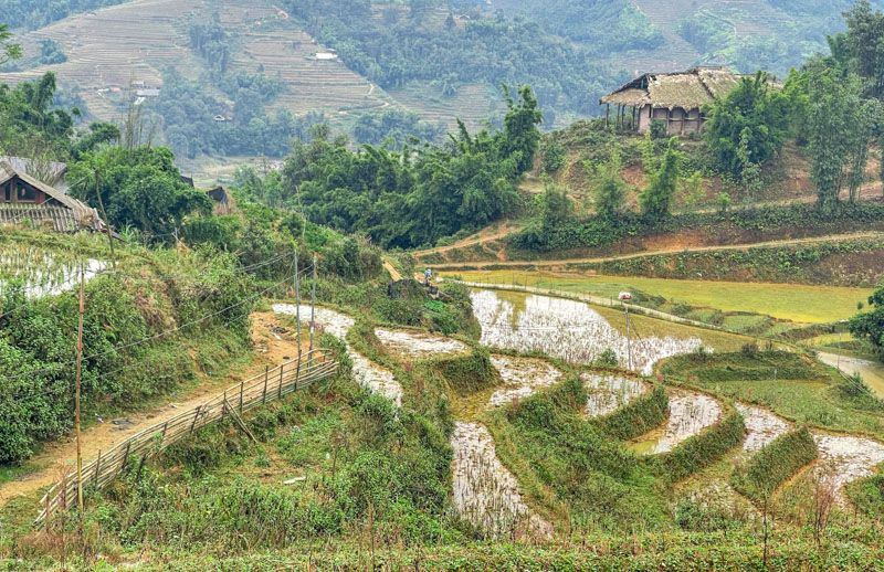 Viaje a Vietnam por libre en 21 días: arrozales en Sapa