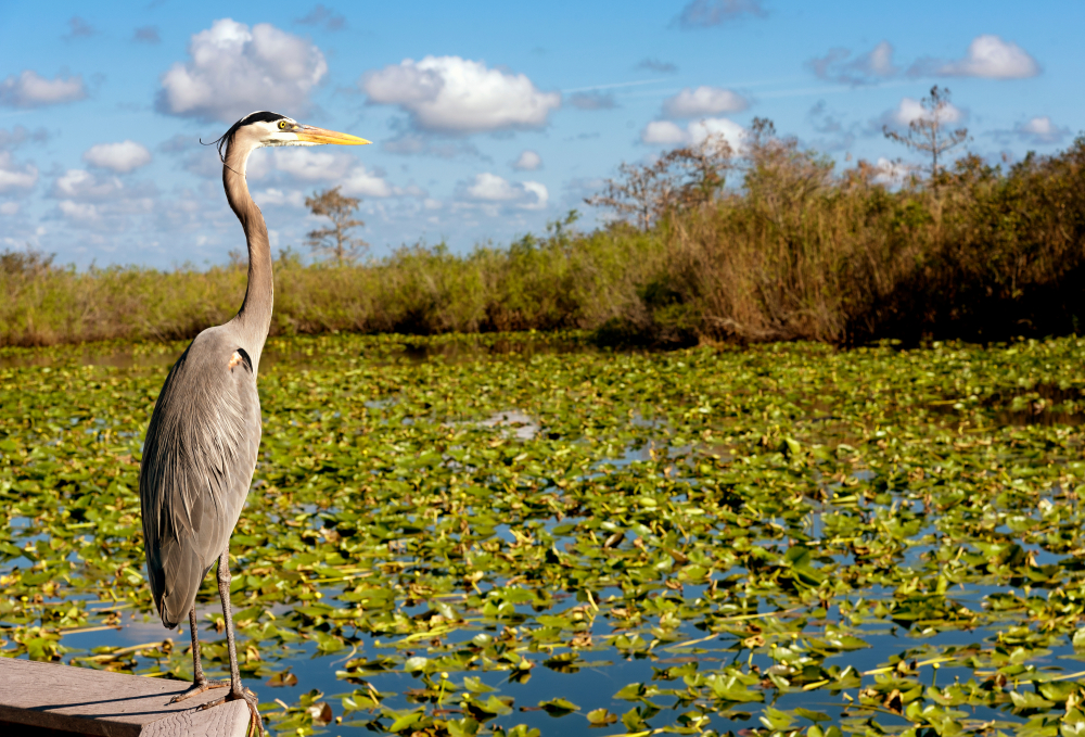  Parque Nacional de los Everglades