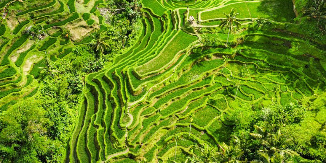 ▷ Qué ver en Ubud y alrededores: 20 imprescindibles + Mapa + Itinerarios para 1, 2, 3, 4 y 5 días