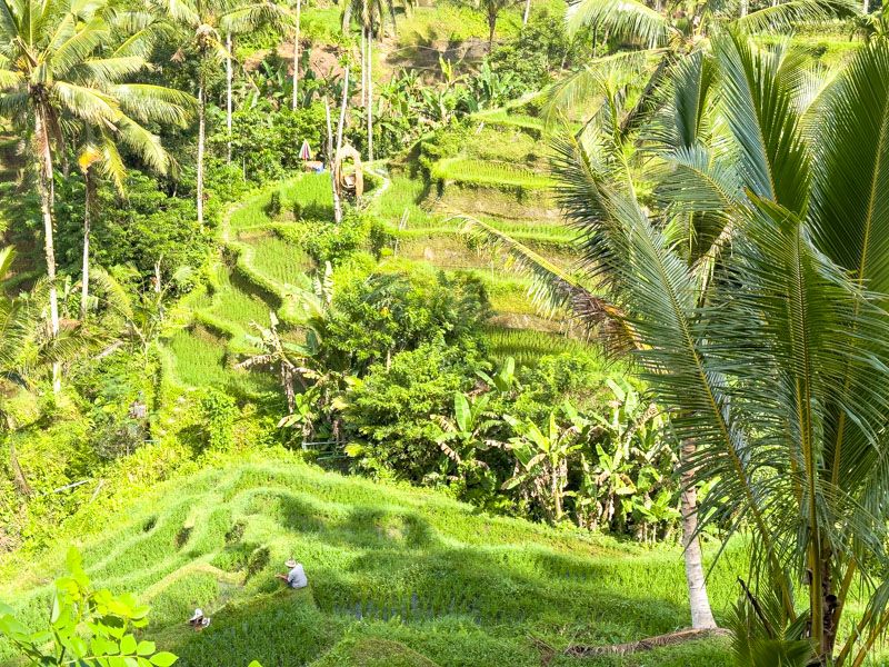 Qué ver en Ubud: Terrazas de arroz