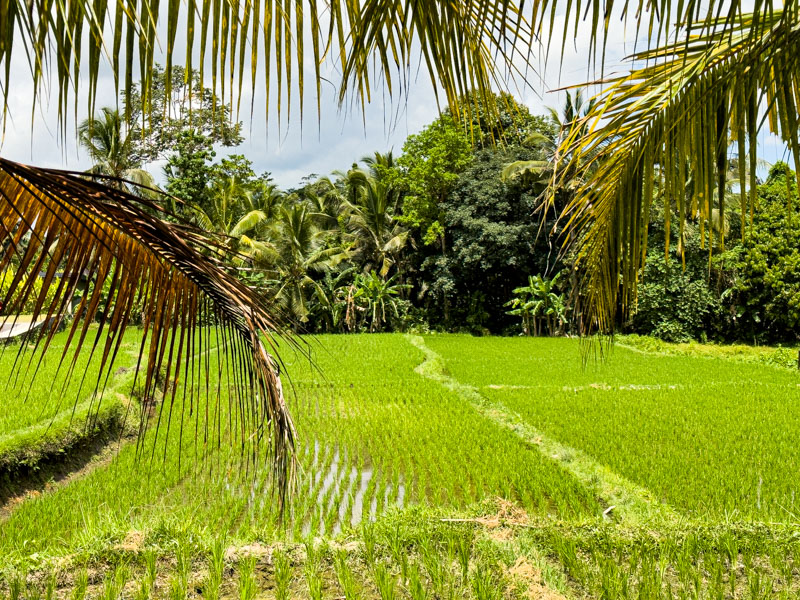Qué ver en Ubud: en Ubud hay campos de arroz por todas partes