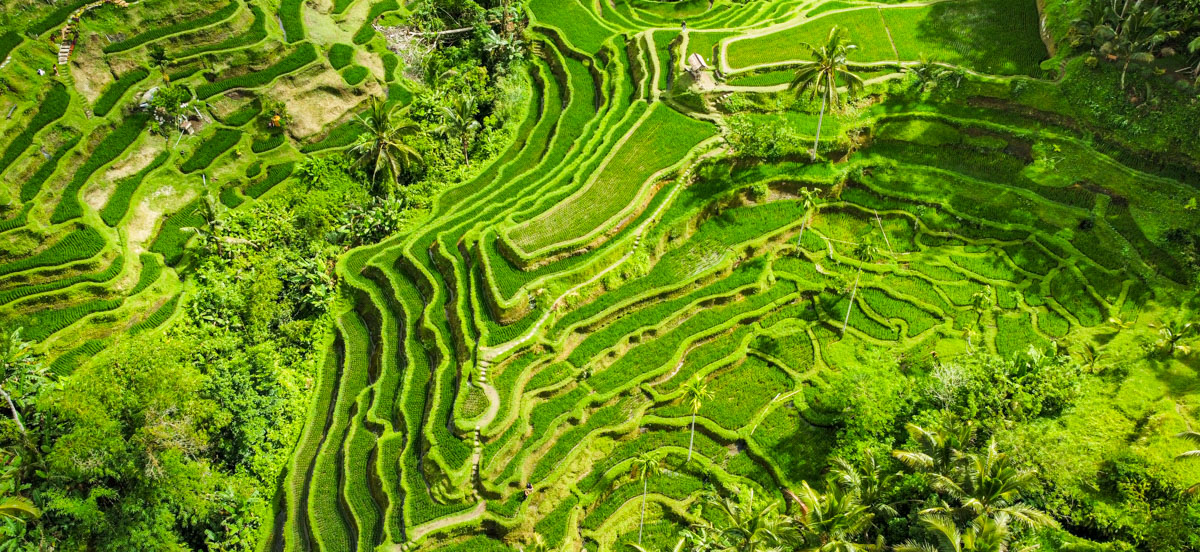 Qué ver en Ubud y alrededores: 15 imprescindibles + itinerarios por día
