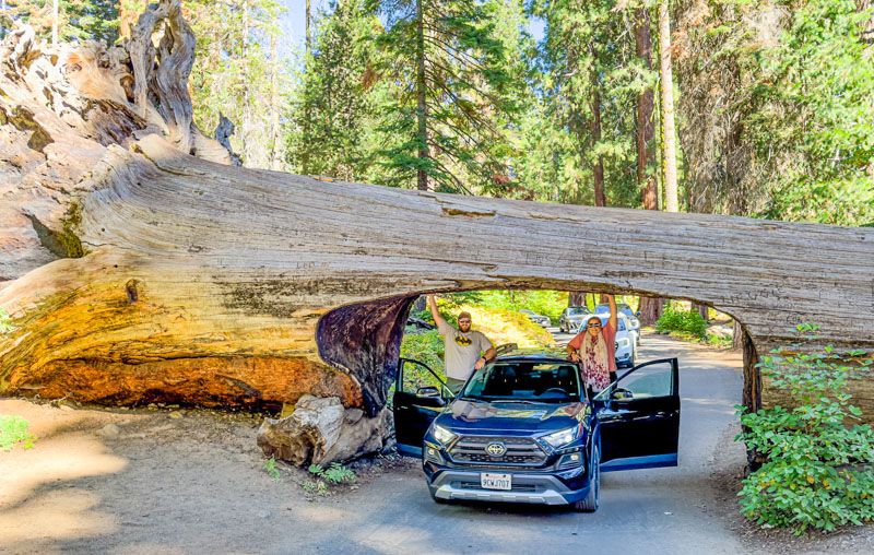 Ruta por la Costa Oeste en coche: Sequoia National Park