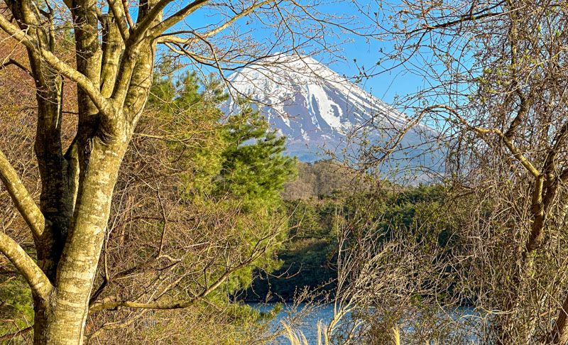 Visitar el monte Fuji desde Tokio por libre: vistas del Fuji desde los alrededores del lago Saiko