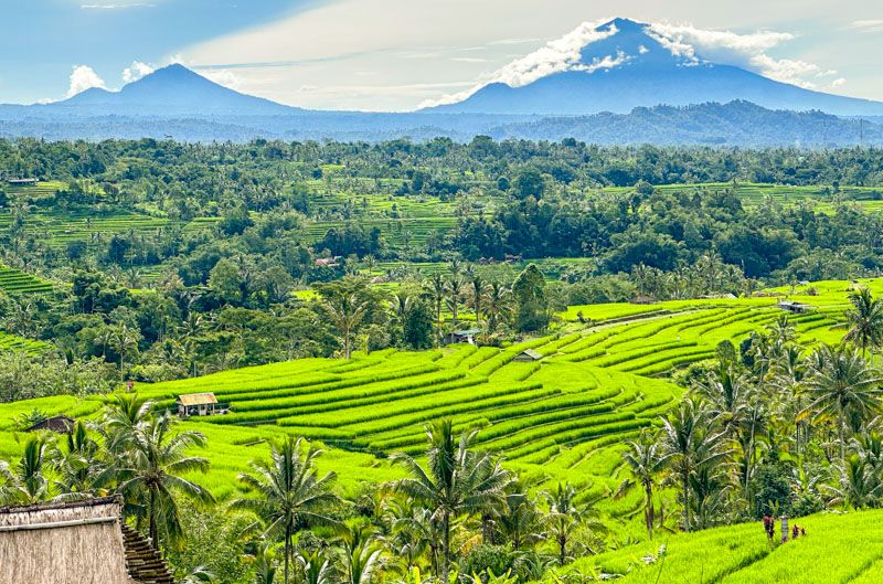 Qué ver en Bali: Terrazas de arroz de Jatiluwih