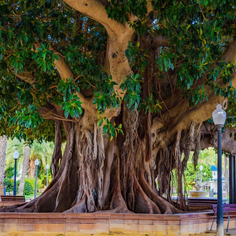 Qué ver en Alicante: Parque de Canalejas