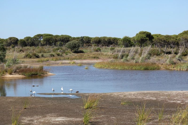 Qué ver en Andalucía: Parque Nacional de Doñana