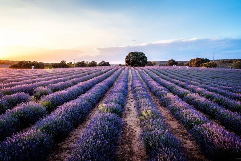 Visitar los campos de lavanda de Brihuega: TODO lo que debes saber antes de ir