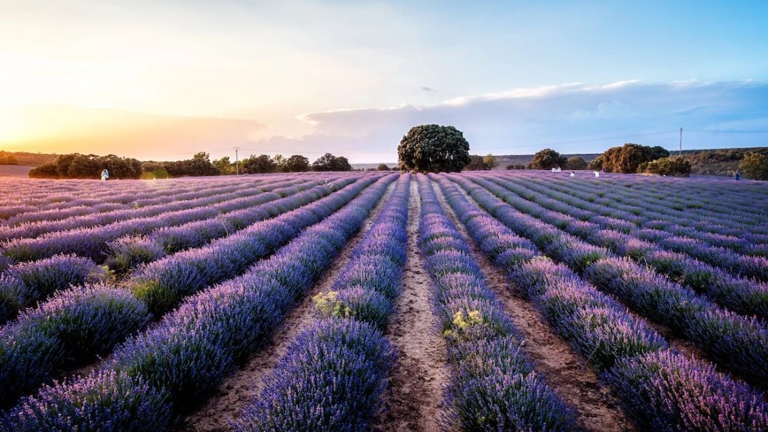 ▷ Visitar los campos de lavanda de Brihuega: TODO lo que tienes que saber antes de ir