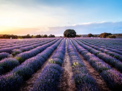 ▷ Visitar los campos de lavanda de Brihuega: TODO lo que tienes que saber antes de ir