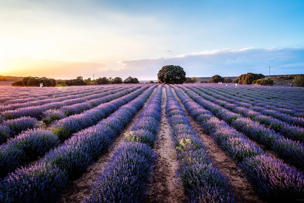 ▷ Visitar los campos de lavanda de Brihuega: TODO lo que tienes que saber antes de ir