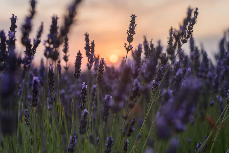 ¿Es necesario reservar para visitar los campos de lavanda de Brihuega?