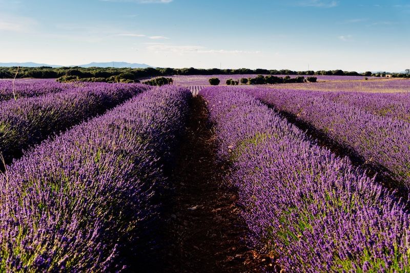 ¿Cuándo visitar los campos de lavanda de Brihuega?