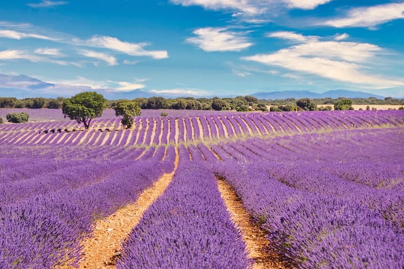 Qué ver en Brihuega: Campos de Lavanda