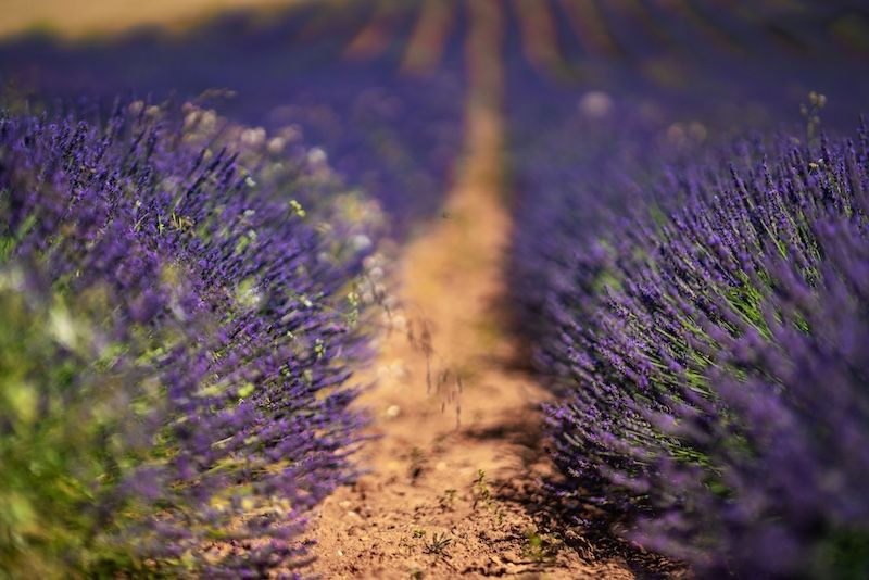 Campos de lavanda de Brihuega, ¿cuándo visitarlos?