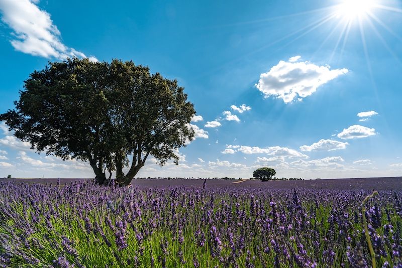 Cómo llegar a los campos de lavanda de Brihuega más bonitos - visitar los campos de lavanda de Brihuega