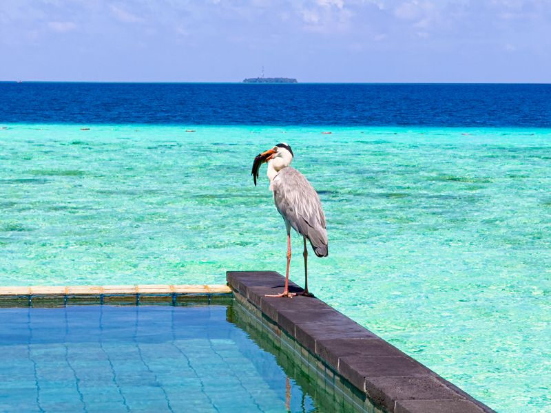 Hotel OZEN Life Maadhoo de Maldivas