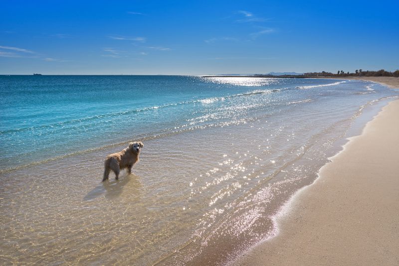 Playa Can de Pinedo, una de las playas para perros en Valencia más famosas