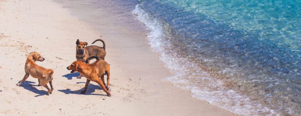 Playas para perros en Valencia: TODAS las opciones aquí
