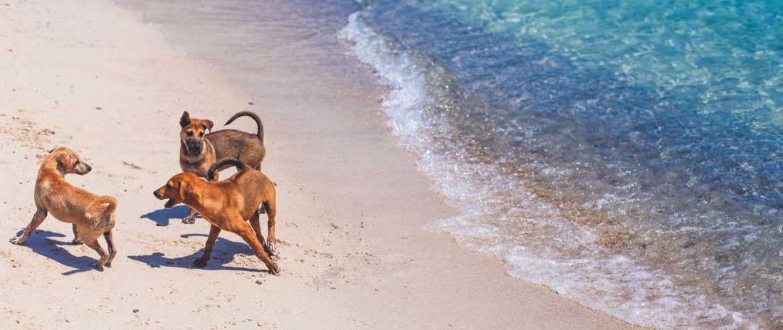 ▷ Playas para perros en Valencia 2026: 3 MEJORES + planes extra